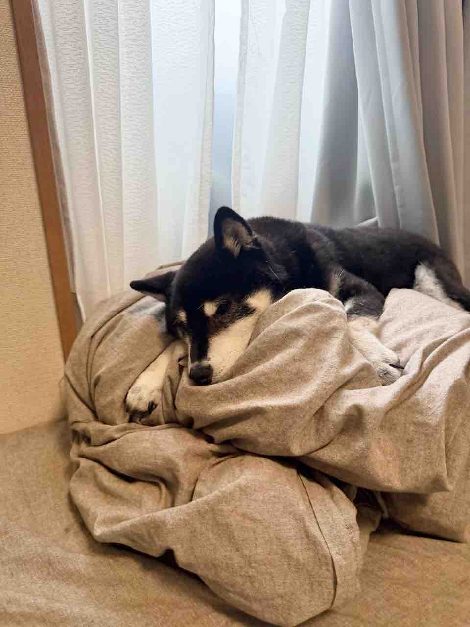 KOKORO sleeping on a gray cushion